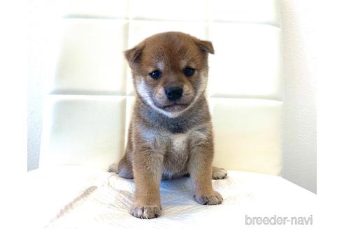 成約済の滋賀県の柴犬-141217の1枚目